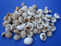 Wholesale Polinices Didyma, natural shells 3/4 inch to 2-1/4 inches - 20 kilos @ $2.00/kilo 