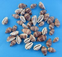 3/4 to 1-1/4 inch day-break cowry shells wholesale - 100 pcs @ .08 each; 800 pcs @ $.07 each