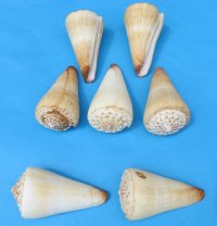 Wholesale knobby top cone shells, conus distans,<font color=red> 2-1/2" to 2-7/8"</font>- $3.60 a dozen; <font color=red> 3" to 3-7/8"</font> - $4.80 a dozen; <font color=red> 4" to 4-1/2"</font> $7.20 a dozen
