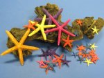 Dyed Starfish