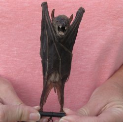 One Preserved hanging Cave nectar bat 5-1/2 inches up to 6-1/2 inches