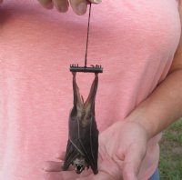 One Preserved hanging Cave nectar bat 5-1/2 inches up to 6-1/2 inches