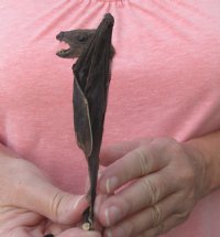 One Preserved hanging Cave nectar bat 5-1/2 inches up to 6-1/2 inches