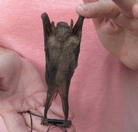 One Preserved hanging Cave nectar bat 5-1/2 inches up to 6-1/2 inches