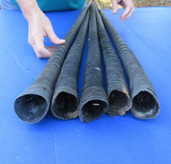 29" to 32" Gemsbok Horns, 5 piece lot - $110