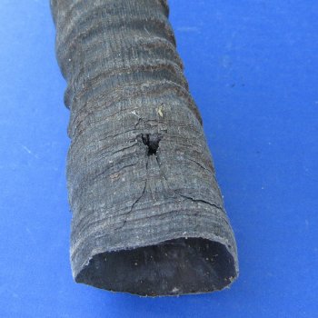 29" to 32" Gemsbok Horns, 5 piece lot - $110