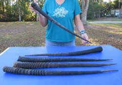 29" to 32" Gemsbok Horns, 5 piece lot - $110