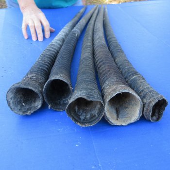 29" to 32" Gemsbok Horns, 5 piece lot - $110