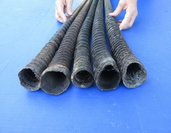 29" to 32" Gemsbok Horns, 5 piece lot - $110