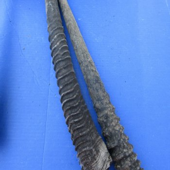 29" to 32" Gemsbok Horns, 5 piece lot - $110