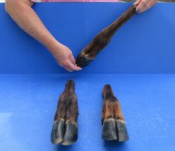 Wholesale Straight Elk Feet (11"-15") - $19.00 each; 6 pcs @ $17.00 each
