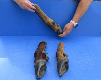 Wholesale Straight Elk Feet (11"-15") - $19.00 each; 6 pcs @ $17.00 each