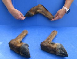 Wholesale Dried Elk Feet - Natural Bent Pose (11"-15") - $19.00 each; 6 pcs @ $17.00 each