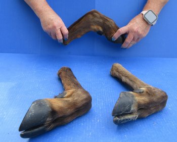 Wholesale Dried Elk Feet - Natural Bent Pose (11"-15") - $19.00 each; 6 pcs @ $17.00 each