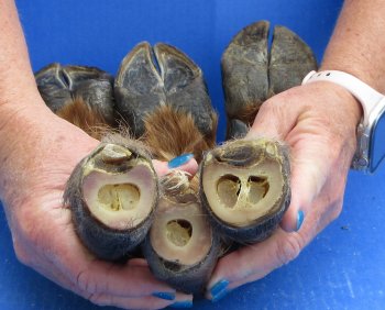 Wholesale Dried Elk Feet - Natural Bent Pose (11"-15") - $19.00 each; 6 pcs @ $17.00 each