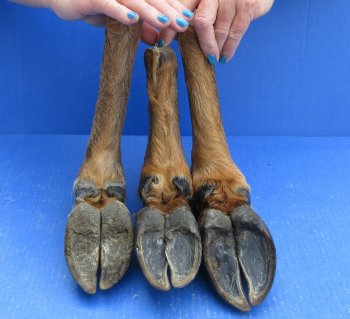 Wholesale Dried Elk Feet - Natural Bent Pose (11"-15") - $19.00 each; 6 pcs @ $17.00 each