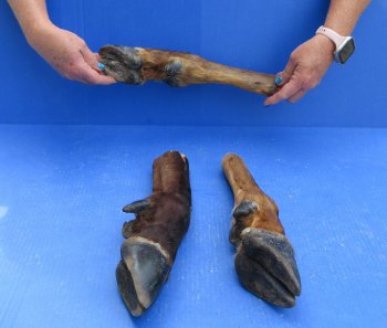 Wholesale Straight Elk Feet (11"-15") - $19.00 each; 6 pcs @ $17.00 each