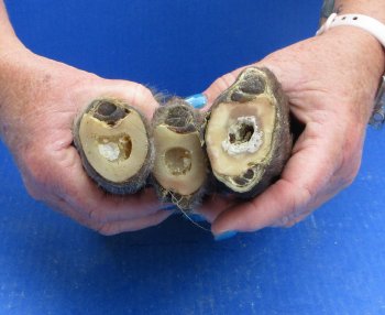 Wholesale Straight Elk Feet (11"-15") - $19.00 each; 6 pcs @ $17.00 each