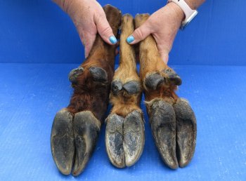 Wholesale Straight Elk Feet (11"-15") - $19.00 each; 6 pcs @ $17.00 each