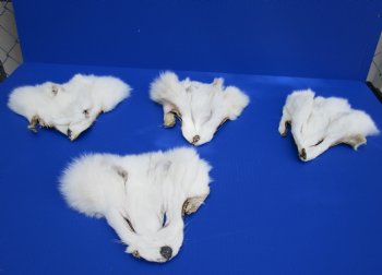 Wholesale White Fox Face Pelts 7 inches to 10 inches - 2 pcs @ $8.50 each;  8 pc @ $7.65 each