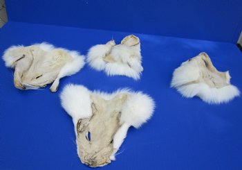 Wholesale White Fox Face Pelts 7 inches to 10 inches - 2 pcs @ $8.50 each;  8 pc @ $7.65 each