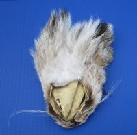 Wholesale Bobcat Face Pelts 5-1/2 inches to 6-1/2 inches - 2 pcs @ $5.00 each;12 pc @ $4.50 each