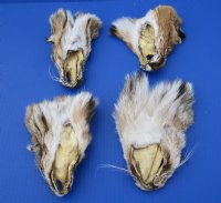 Wholesale Bobcat Face Pelts 5-1/2 inches to 6-1/2 inches - 2 pcs @ $5.00 each;12 pc @ $4.50 each