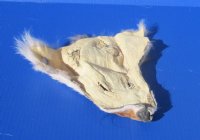 Wholesale Coyote Face Pelts 9x9 inches to 11x11 inches - 2 pcs @ $5.00 each;  12 pc @ $4.50 each
