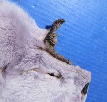 Wholesale Genuine Fox Face Pelts - Dyed Assorted Colors (8"-11") - 2 pcs @ $5.50 each; 12 pcs @ $4.95 each