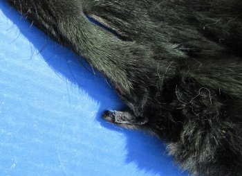 Wholesale Genuine Fox Face Pelts - Dyed Assorted Colors (8"-11") - 2 pcs @ $5.50 each; 12 pcs @ $4.95 each