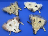 Wholesale Assorted Fox Face Pelts for sale measuring between 7x7 and 9x9 inches  - Packed: 2 pcs @ $5.00 each; Packed: 12 pc @ $4.50 each