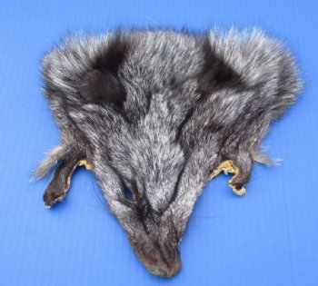 Wholesale Assorted Fox Face Pelts for sale measuring between 7x7 and 9x9 inches  - Packed: 2 pcs @ $5.00 each; Packed: 12 pc @ $4.50 each