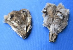 B-Grade Bobcat and Lynx Face Pelts - 2 pcs @ $3.75 each; 12 pcs @ $3.25 each