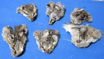 B-Grade Bobcat and Lynx Face Pelts - 2 pcs @ $3.75 each; 12 pcs @ $3.25 each