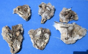 B-Grade Bobcat and Lynx Face Pelts - 2 pcs @ $3.75 each; 12 pcs @ $3.25 each