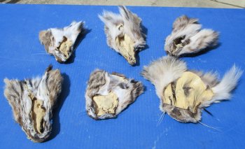 B-Grade Bobcat and Lynx Face Pelts - 2 pcs @ $3.75 each; 12 pcs @ $3.25 each