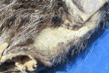 B-Grade Bobcat and Lynx Face Pelts - 2 pcs @ $3.75 each; 12 pcs @ $3.25 each