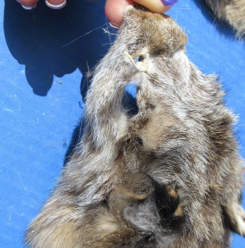 B-Grade Bobcat and Lynx Face Pelts - 2 pcs @ $3.75 each; 12 pcs @ $3.25 each