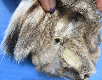 B-Grade Bobcat and Lynx Face Pelts - 2 pcs @ $3.75 each; 12 pcs @ $3.25 each