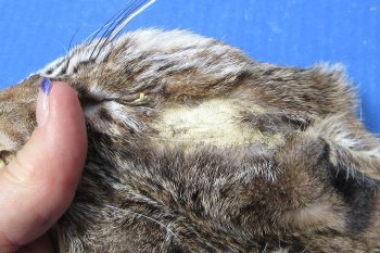 B-Grade Bobcat and Lynx Face Pelts - 2 pcs @ $3.75 each; 12 pcs @ $3.25 each