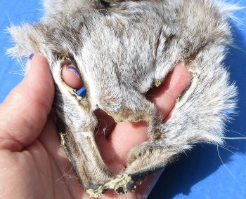B-Grade Bobcat and Lynx Face Pelts - 2 pcs @ $3.75 each; 12 pcs @ $3.25 each
