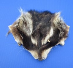 Wholesale Raccoon Face Pelts 5x7 and 6x8 inches - 3 pcs @ $3.75 each; 18 pc @ $3.25 each