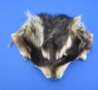 Wholesale Raccoon Face Pelts for sale measuring between 5x7 and 6x8 inches - You will receive one similar to the picture - Packed: 3 pcs @ $3.75 each; Packed: 18 pc @ $3.25 each