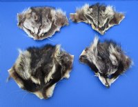 Wholesale Raccoon Face Pelts for sale measuring between 5x7 and 6x8 inches - You will receive one similar to the picture - Packed: 3 pcs @ $3.75 each; Packed: 18 pc @ $3.25 each