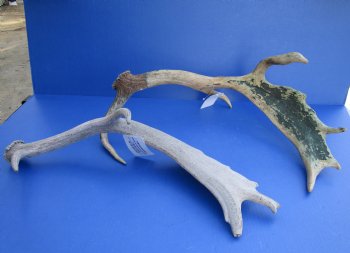 Wholesale #2 Grade Fallow Deer Antlers, Horns (Dama Dama) 14 inches to 20 inches - 2 pcs @ $18.00 each