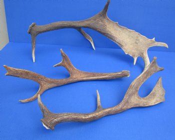 Large Fallow Deer Antlers, Horns 14 to 20 inch (2 pc)