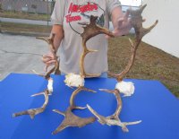Wholesale Fallow Deer Horns and Skull Plate $55