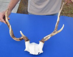 Wholesale Fallow Deer Horns and Skull Plate - 3 @ $49 each