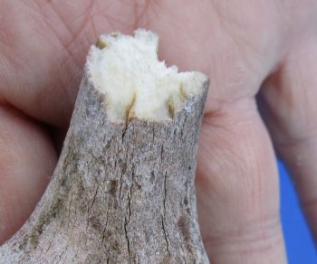 Wholesale #2 Grade Fallow Deer Antlers, Horns (Dama Dama) 14 inches to 20 inches - 2 pcs @ $18.00 each