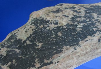 Wholesale #2 Grade Fallow Deer Antlers, Horns (Dama Dama) 14 inches to 20 inches - 2 pcs @ $18.00 each